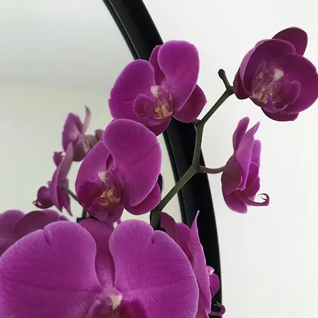 Sotto La Vigna Charm Adults Only Vacation Bed and breakfast