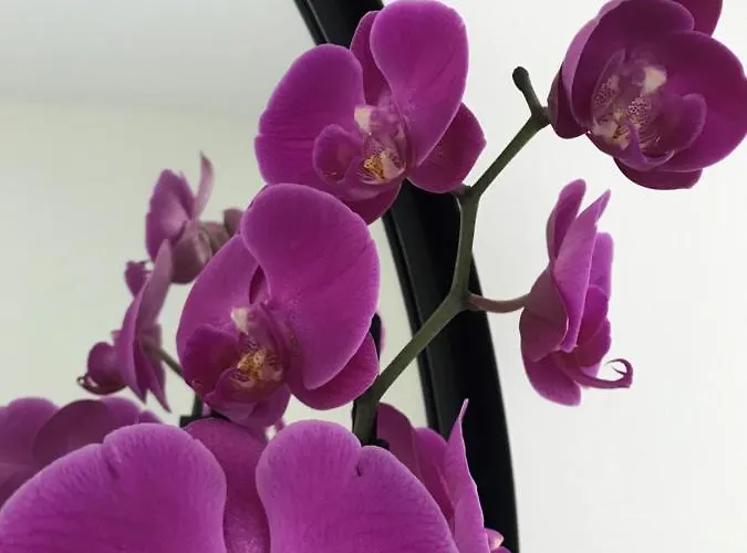 Sotto La Vigna Charm Adults Only Vacation Alojamento de Acomodação e Pequeno-almoço